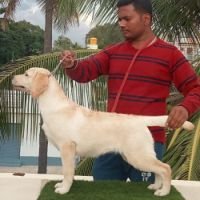 DogsIndia.com Labrador Umesh