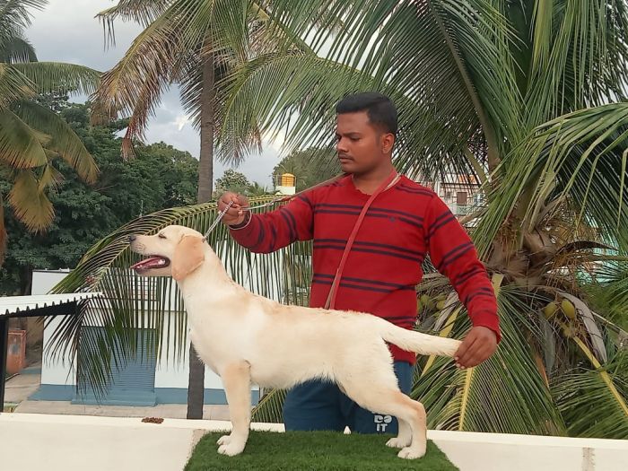 DogsIndia.com  Labrador  Umesh