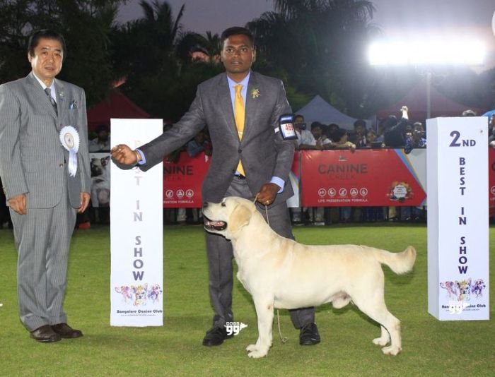 DogsIndia.com Labrador Umesh