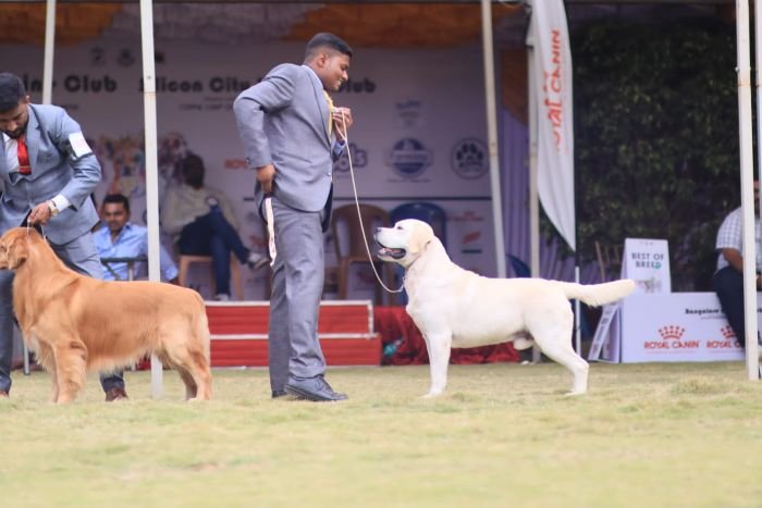 DogsIndia.com Labrador Umesh