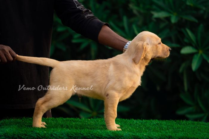 DogsIndia.com - Labrador Retriever - Vemo