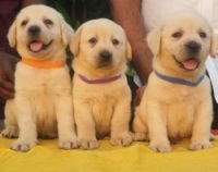 DogsIndia.com - Labrador Retriever - Vemo Outriders Kennel