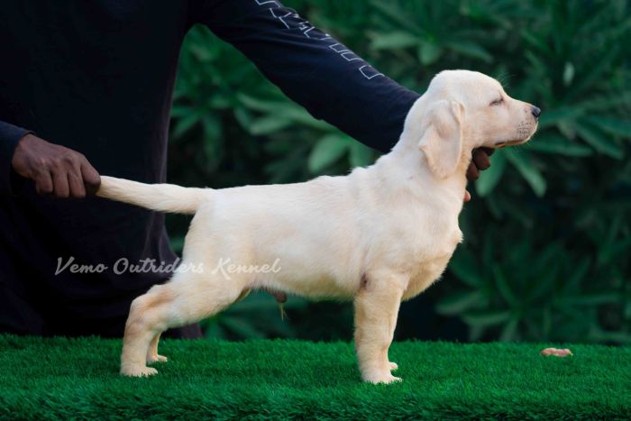 DogsIndia.com - Labrador Retriever - Vemo