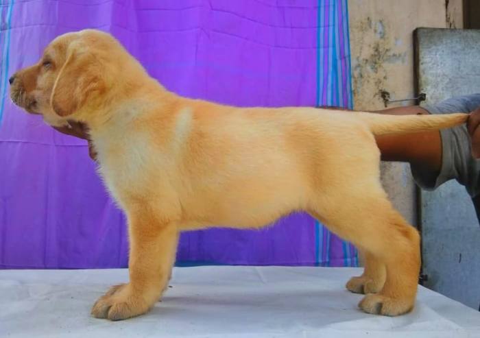 DogsIndia.com - Labrador Retriever - Visak Kumar