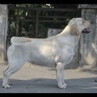 DogsIndia.com - Labrador Retriever - Vivek Sharma