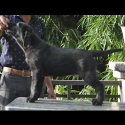 DogsIndia.com - Labrador Retriever - Vivek Sharma
