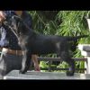 DogsIndia.com - Labrador Retriever - Vivek Sharma