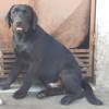 DogsIndia.com - Labrador Retriever - Vivek Sharma