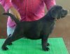 DogsIndia.com - Labrador Retriever - Matchpoint Kennel