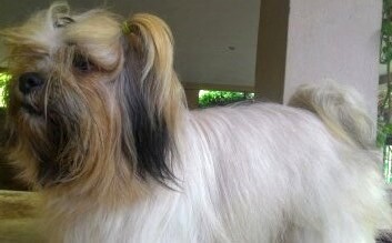 DogsIndia.com - Lhasa Apso - Elixir Kennels