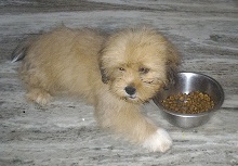 DogsIndia.com - Lhasa Apso - Elixir Kennels