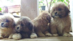 DogsIndia.com - Lhasa Apso - Elixir Kennels