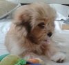 DogsIndia.com - Lhasa Apso - Elixir Kennels