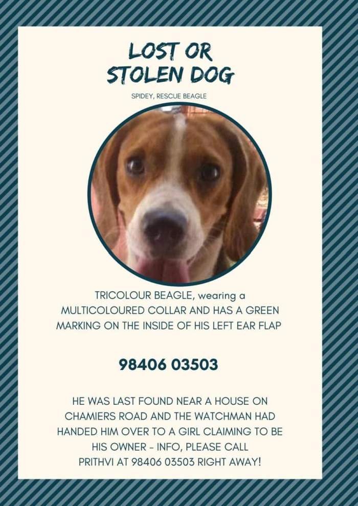 DogsIndia.com - Lost Beagle - Prithvi