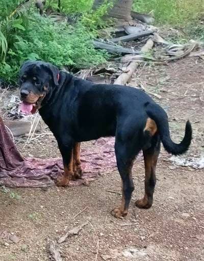 DogsIndia.com - Lost Dog - Priyansh Pandey