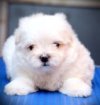 DogsIndia.com - Caravan Hound - MAG Kennels
