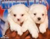 DogsIndia.com - Maltese - Candle Lights Kennel