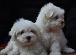 DogsIndia.com - Maltese Terrier - Derick