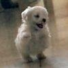 DogsIndia.com - Maltese - Sanrams Kennel