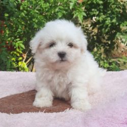 DogsIndia.com - Maltese Terrier - Derick 