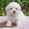 DogsIndia.com - Maltese Terrier - Derick 