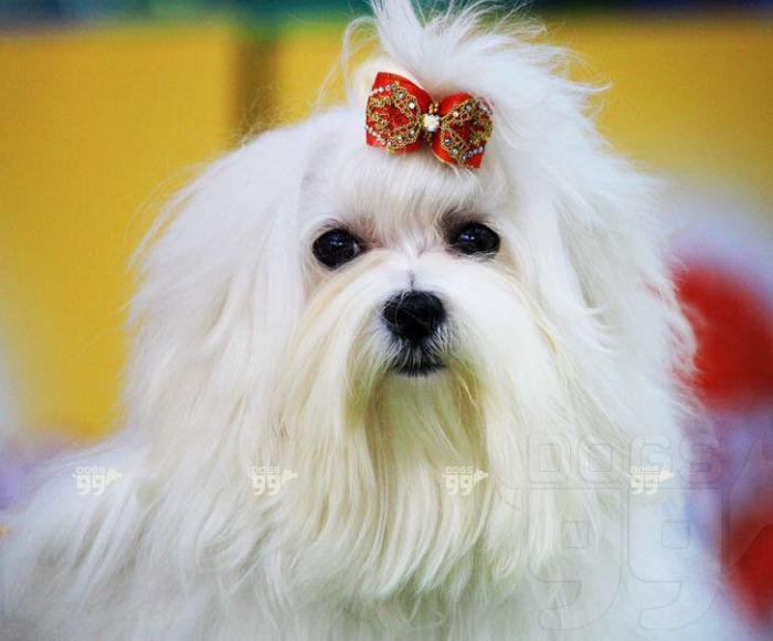 DogsIndia.com - Maltese - Voyagerz