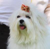 maltese dog price in rupees
