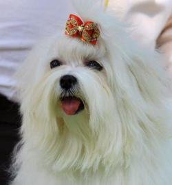 DogsIndia.com - Maltese - Voyagerz