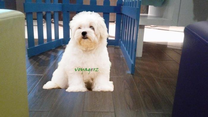 DogsIndia.com - Maltese - Voyagerz