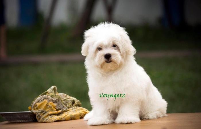 DogsIndia.com - Maltese - Voyagerz