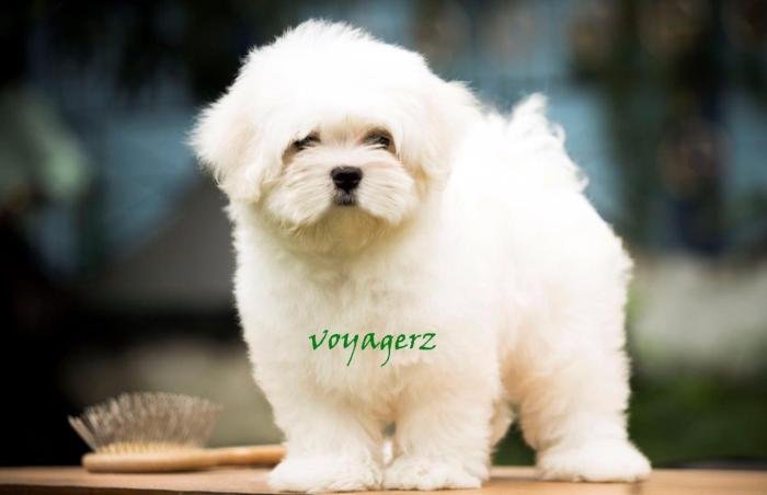 DogsIndia.com - Maltese - Voyagerz