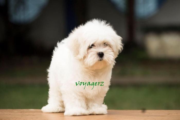 DogsIndia.com - Maltese - Voyagerz