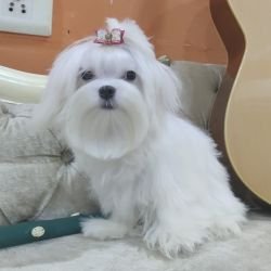 DogsIndia.com Maltese Voyagerz