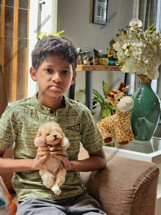 DogsIndia.com - Maltipoo - Sanram's Kennel