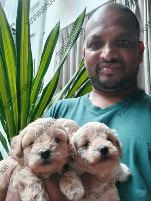DogsIndia.com - Maltipoo - Sanram's Kennel