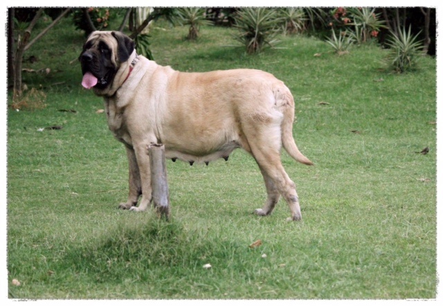DogsIndia.com - English Mastiff - Kadekertiff Mastiffs - Akershika Mishra