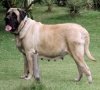 DogsIndia.com - English Mastiff - Kadekertiff Mastiffs - Akershika Mishra