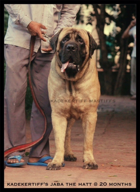 DogsIndia.com - English Mastiff - Kadekertiff Mastiffs - Akershika Mishra