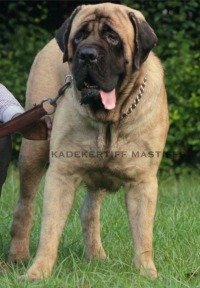 DogsIndia.com - English Mastiff - Kadekertiff Mastiffs - Akershika Mishra