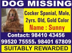 pomeranian puppies for sale in coimbatore dogs india all about dogs breeders breeds indian breeds and info related to dogs pomeranian puppies for sale in coimbatore dogs india all about dogs breeders breeds indian breeds and info related to dogs