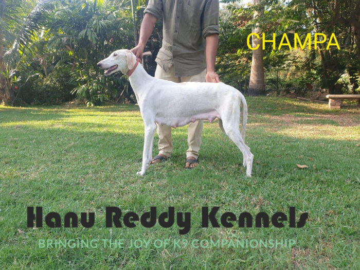 DogsIndia.com - Mudhol Hound - Hanu Reddy Kennels