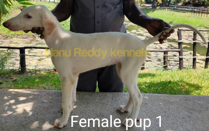 DogsIndia.com - Mudhol Hound - Hanu Reddy Kennels