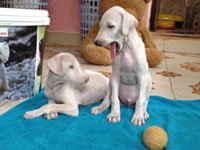 mudhol hound dog for sale