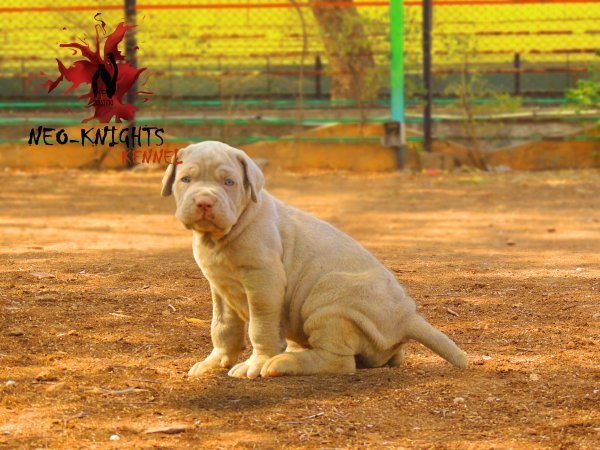 DogsIndia.com - Neapolitan Mastiff - Neo Knights Kennel