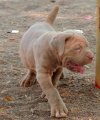 DogsIndia.com - Neapolitan Mastiff - Neo Knights Kennel