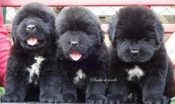 DogsIndia.com - Newfoundland - Kiran Gowda - Simha Kennels
