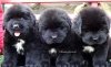 DogsIndia.com - Newfoundland - Kiran Gowda - Simha Kennels