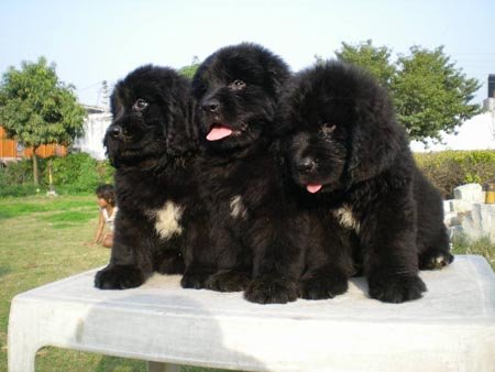 newfoundland dog price