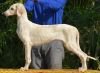 DogsIndia.com - MAG Kennels - Pashmi Hound
