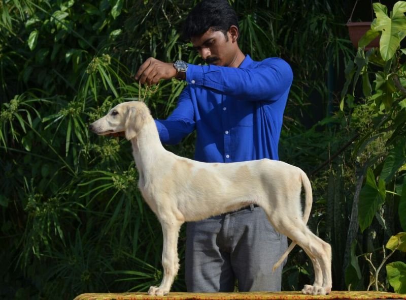 DogsIndia.com - MAG Kennels - Pashmi Hound 